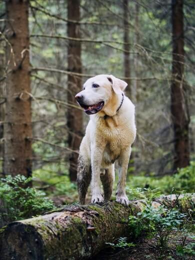 experiencia sarria con perro