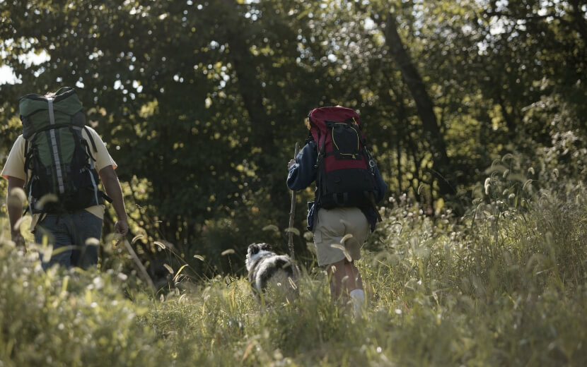 experiencia sarria con perro